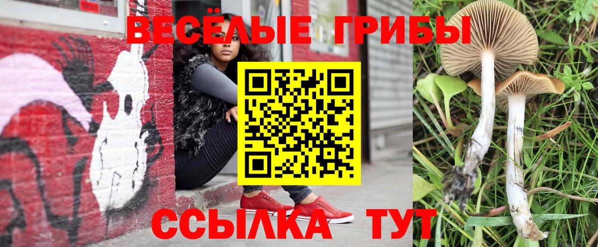 Галлюциногенные грибы Psilocybe  Вход с VPN  Галлюциногенные грибы Psilocybe  Черногорск 